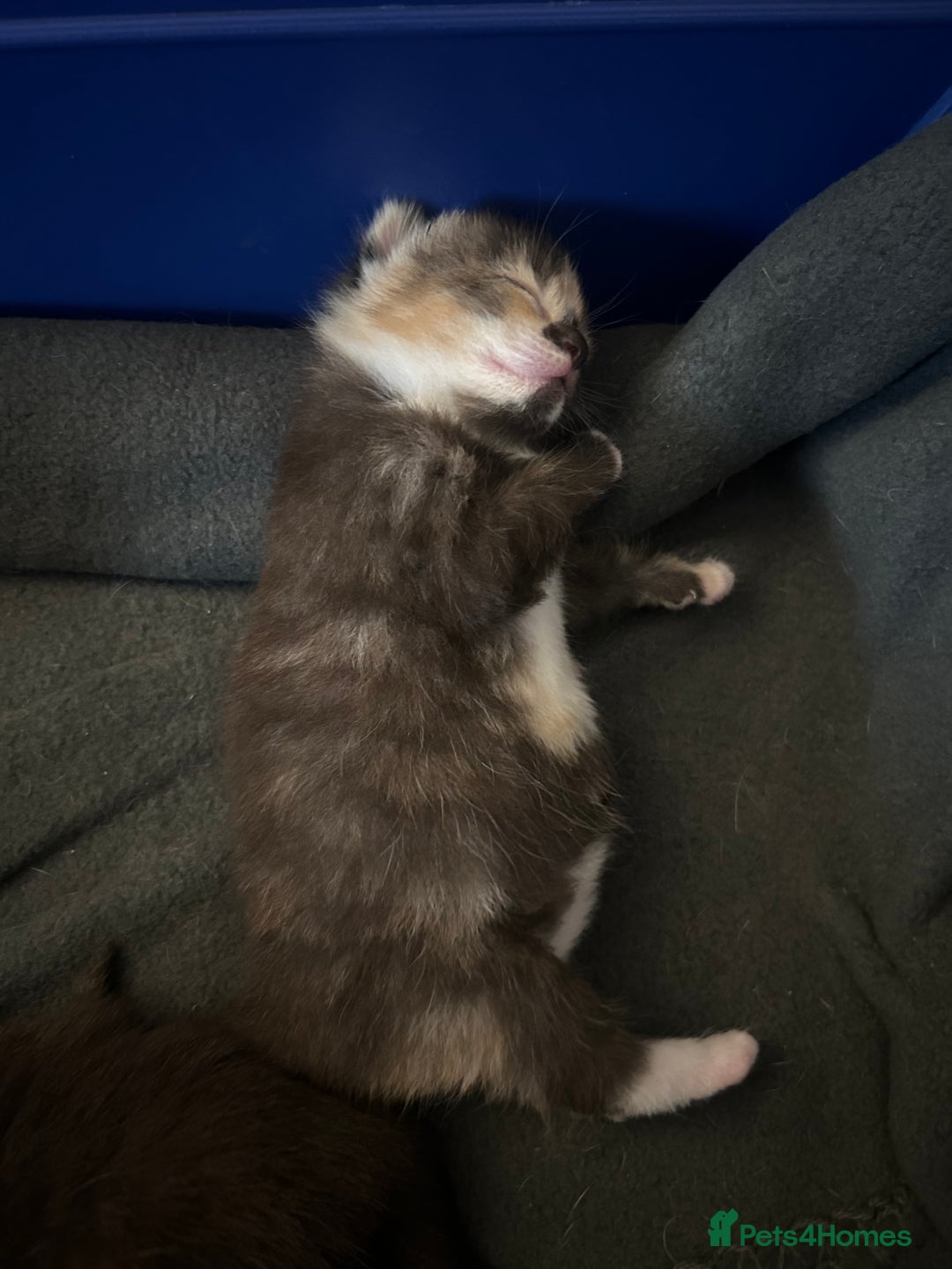 Domestic Shorthair cats for sale: Domestic Shorthair Kittens  - Image 8