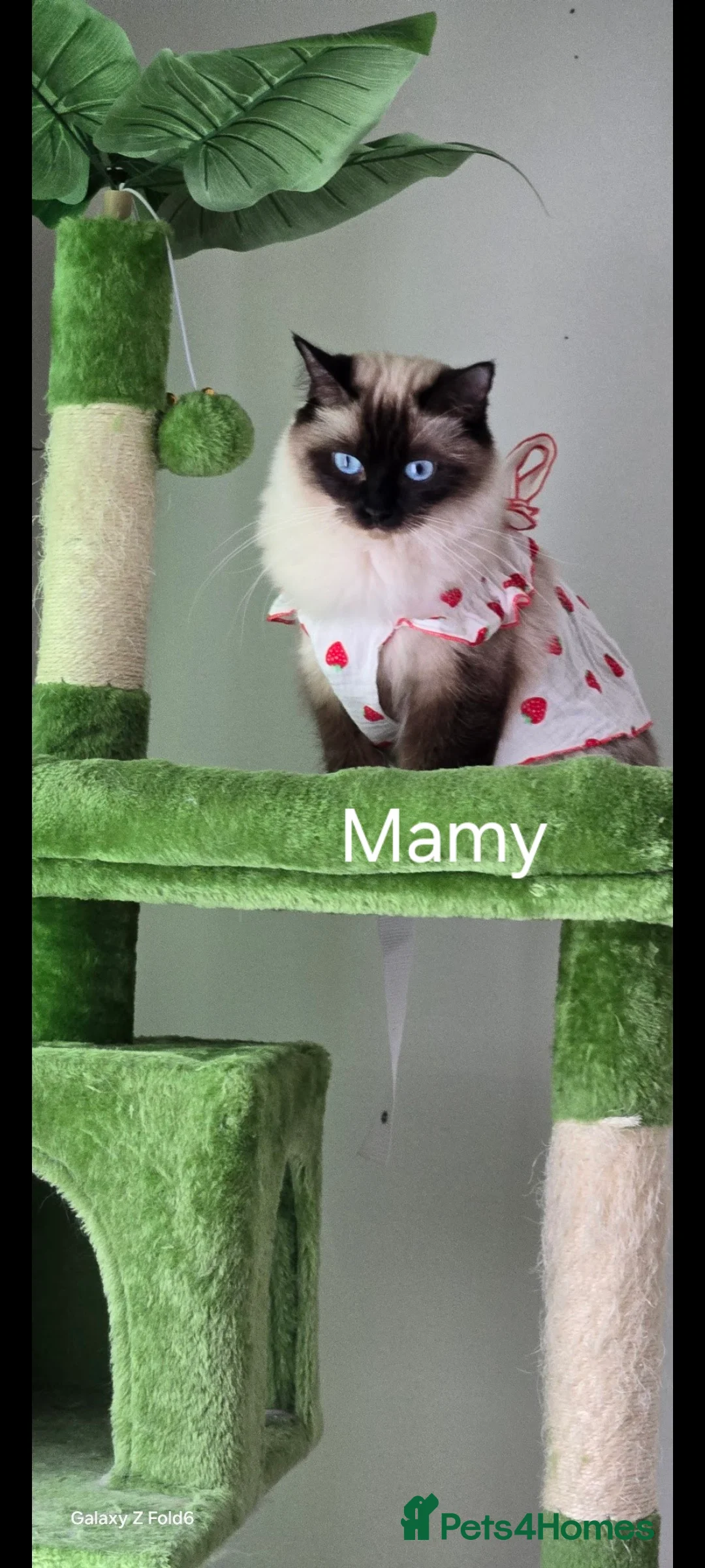 Ragdoll cats for sale: Two gorgeous rag dolls Girl and boy 😺😸 in Leicester - Advert 5