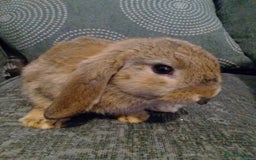 Mini Lop rabbits for sale: Beautiful Mini Lop Bunnies for sale  - Image 9