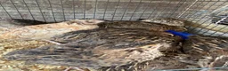 Mixed Breed poultry for sale: Beautiful Quals and Quals and chicken - Advert 3