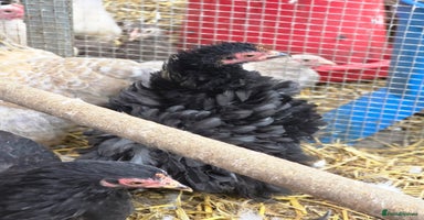 Chickens poultry - Advert 2