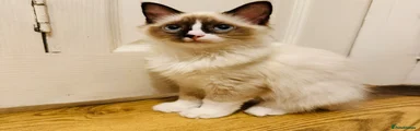 Ragdoll 2