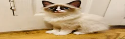 Ragdoll cats for sale: Ragdoll kittens  - Advert 10