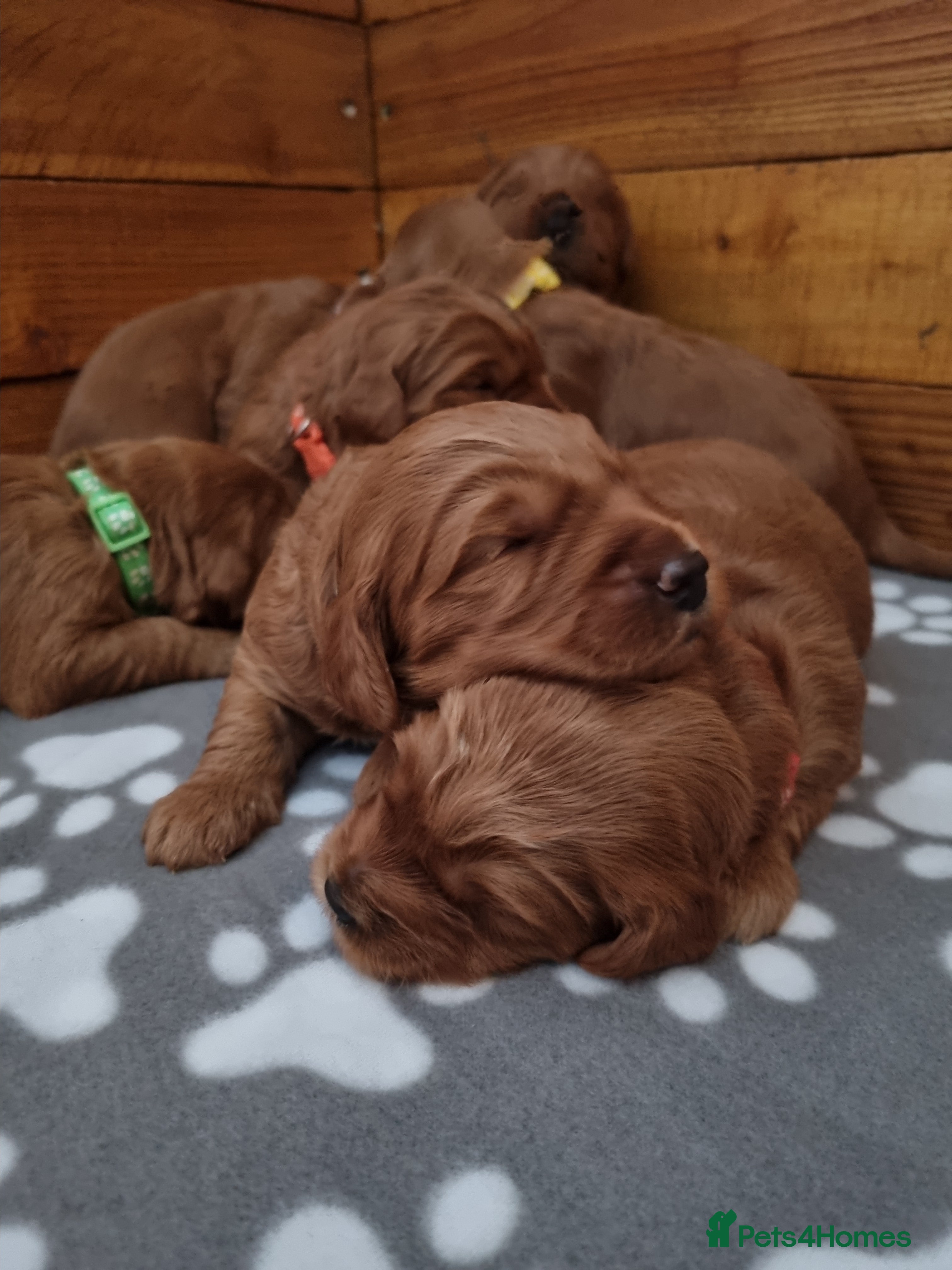 Mini Goldendoodle dogs Mini Fox H.Tested Goldendoodles bred by K9trainer! - Advert 17