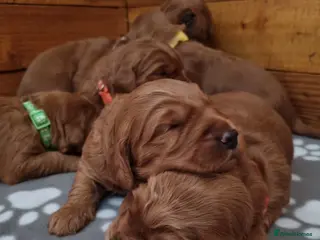 Mini Goldendoodle dogs Mini Fox H.Tested Goldendoodles bred by K9trainer! - Advert 17