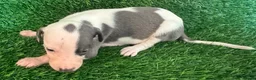 Whippet dogs for sale: ✨ EXCEPTIONAL PEDIGREE WHIPPETS  - Advert 17