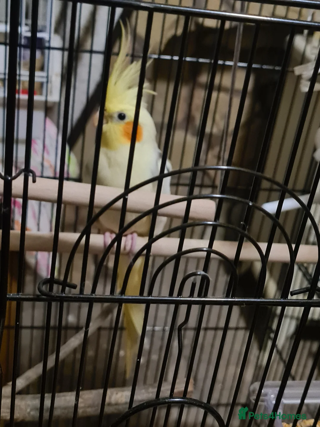 Cockatiels birds for sale: Yellow faced cockateil - Advert 3