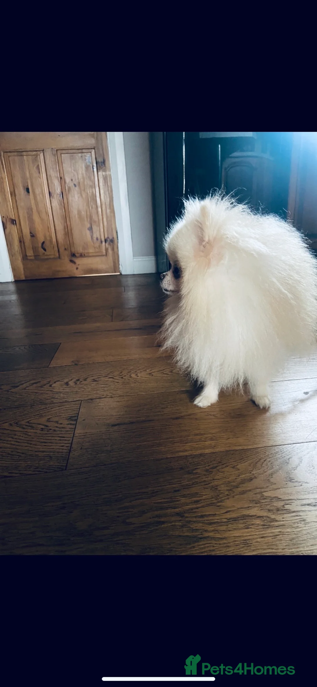 Pomeranian dogs for stud: Chaio Li Ya top champion lines stud dog kc reg in Ferryhill - Advert 4