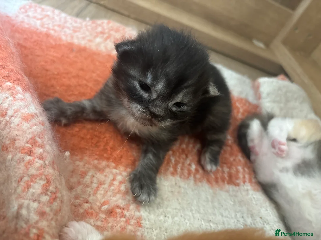 Maine Coon cats for sale: Maine coon kittens  - Advert 14