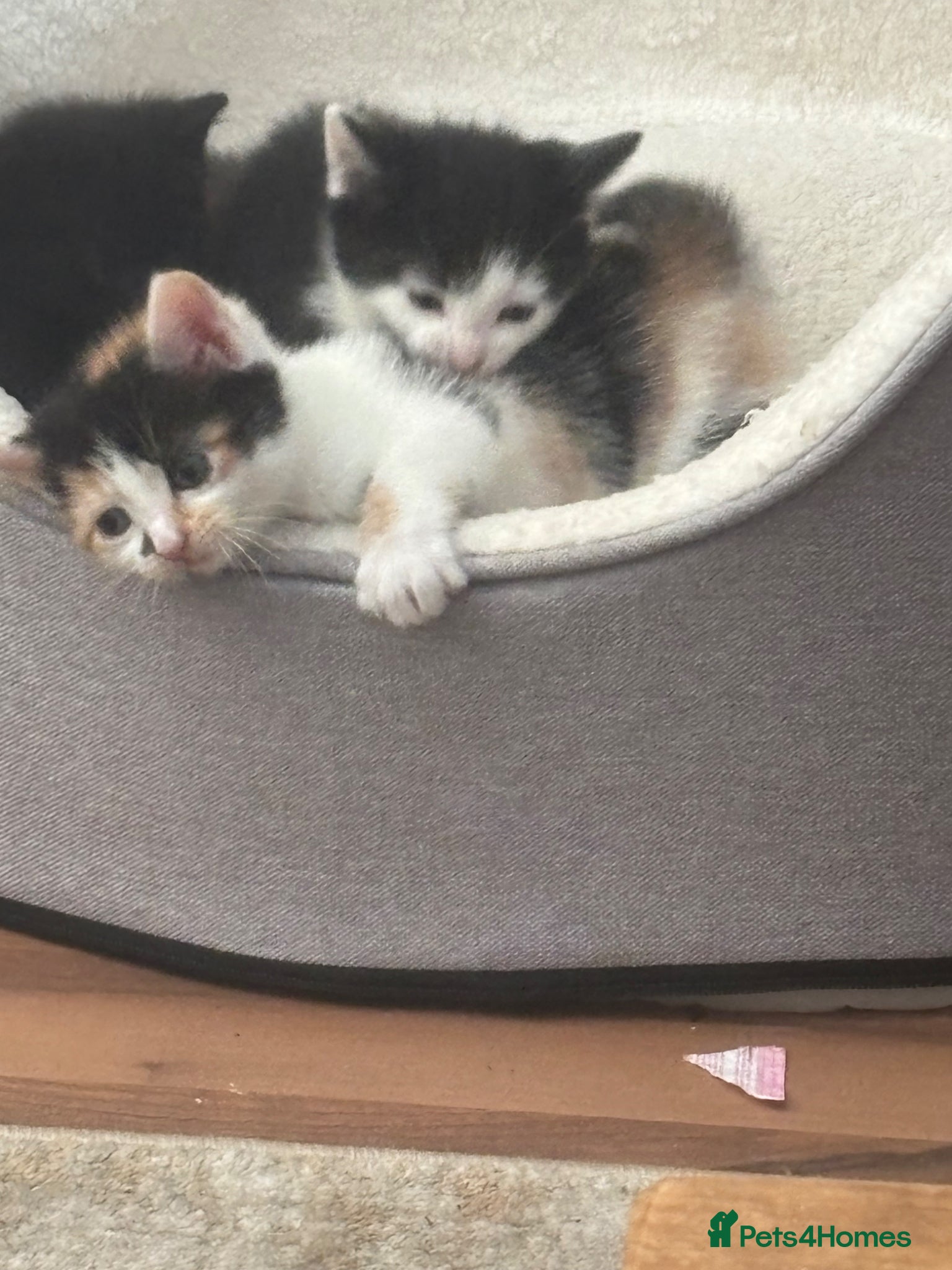 Mixed Breed cats for sale: Gorgeous fluffy furballs - Advert 1