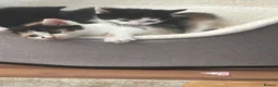 Mixed Breed cats for sale: Gorgeous fluffy furballs - Advert 1