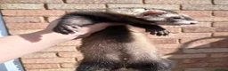 Ferret rodents for sale: 10 week old kits - Advert 8