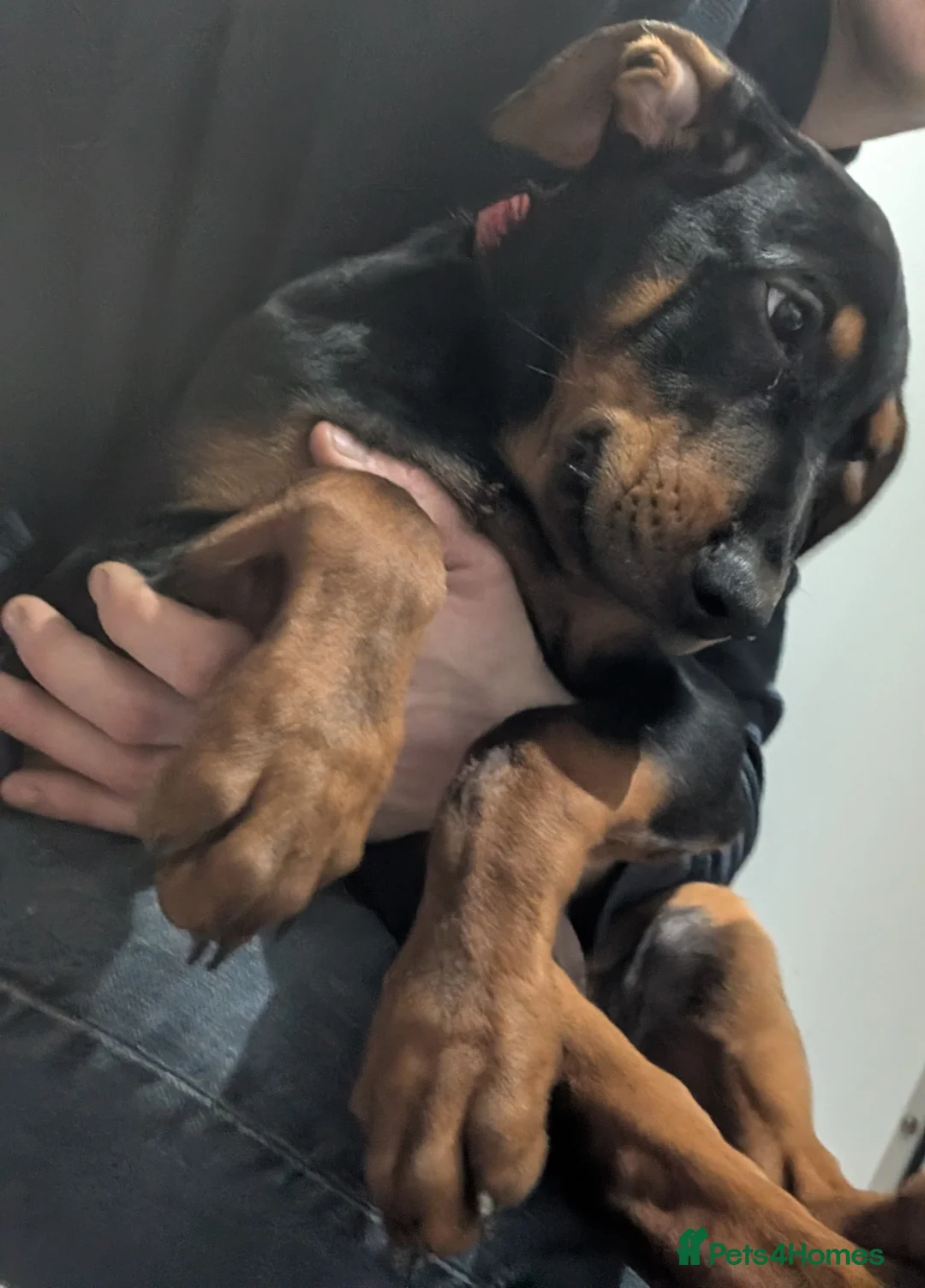 Mixed Breed dogs for sale: 2 Boys🐕🐾Kelpie x Chinese Red Dog - Advert 5