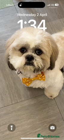 Shih Tzu dogs - Advert 1