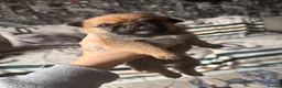 Mixed Breed dogs for sale: 6 little adorable small breed puppies, southampton - Advert 13