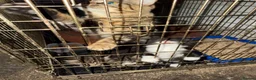Mixed Breed cats for sale: Gorgeous farm kittens - Advert 4
