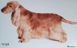 Cocker Spaniel dogs for sale: KC Reg show Type Cocker Spaniels VILLASPANIOL sire - Image 22
