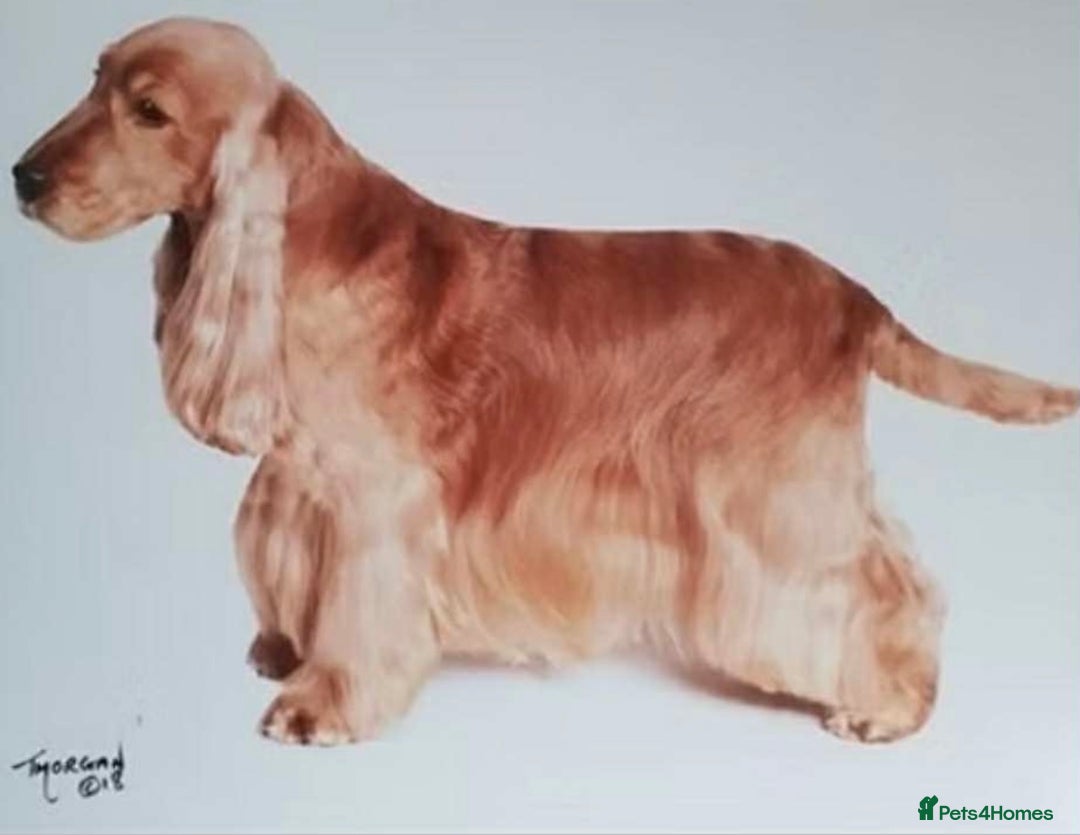 Cocker Spaniel dogs for sale: KC Reg show Type Cocker Spaniels VILLASPANIOL sire - Image 22