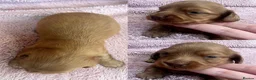 Miniature Dachshund dogs for sale: 2 beautiful long haired Miniature Dachshunds - Advert 22