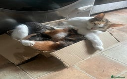 Mixed Breed cats for sale: Beautiful mixed kittens  - Image 16