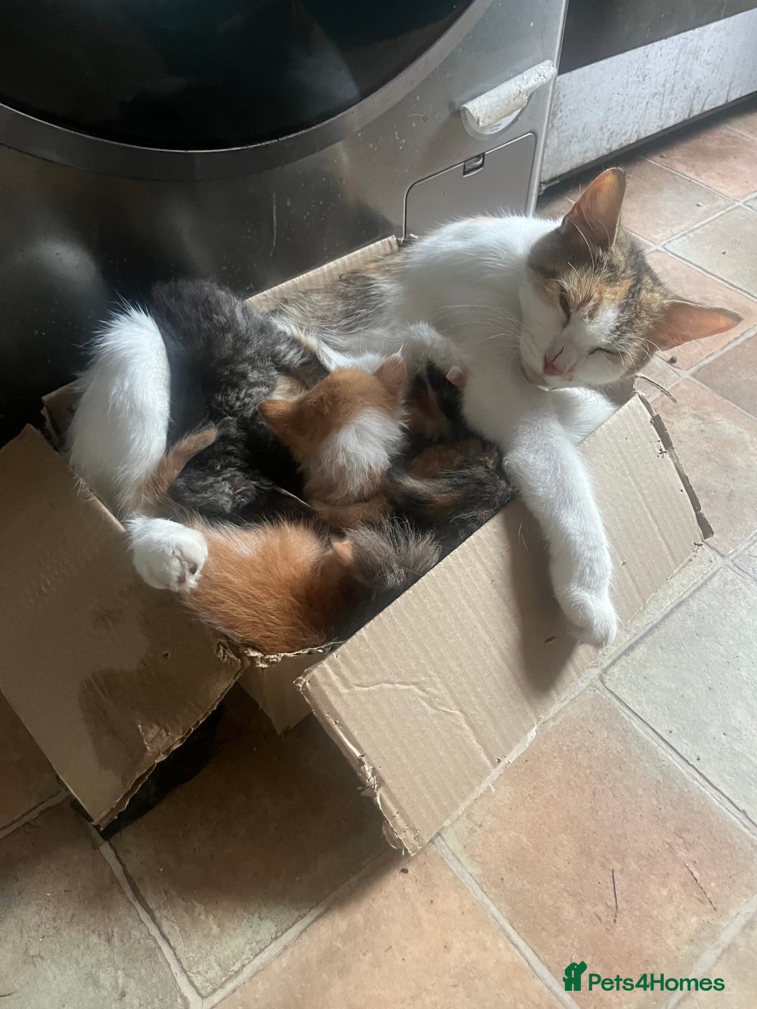 Mixed Breed cats for sale: Beautiful mixed kittens  - Image 16