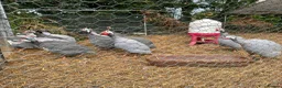 Guinea Fowl poultry for sale: Guinea Fowl Hatching Eggs in East Grinstead - Advert 3