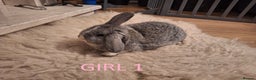 Mixed Breed rabbits for sale: 4 Beautiful minilop/lop baby rabbits 1 boy 3 girls - Advert 7