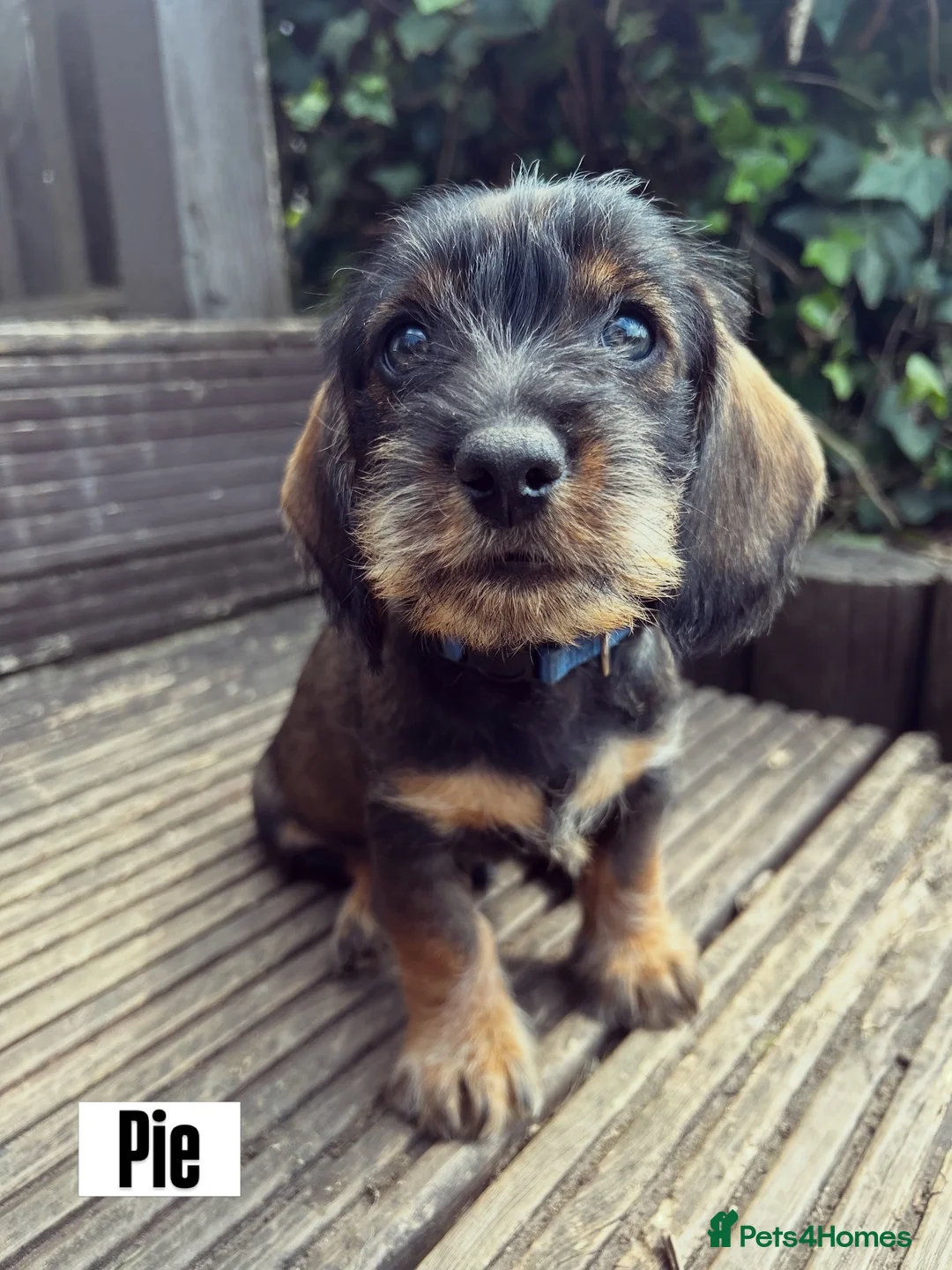 Dachshund dogs for sale: Health Tested Standard Wire Dachshunds - Advert 1