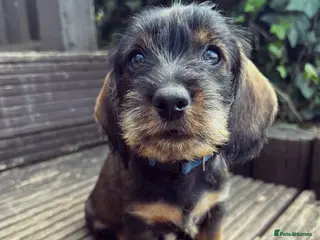 Dachshund dogs Health Tested Standard Wire Dachshunds - Advert 9