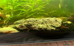 Shrimps fish for sale: Neocaridina Shrimp - Advert 3