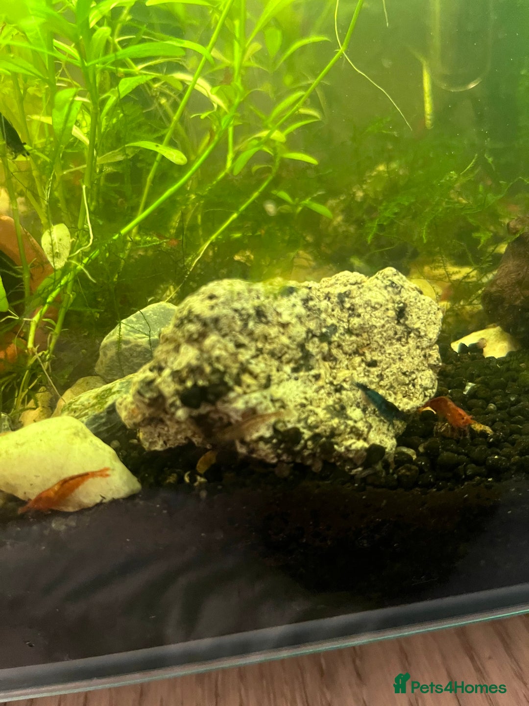 Shrimps fish for sale: Neocaridina Shrimp - Advert 3