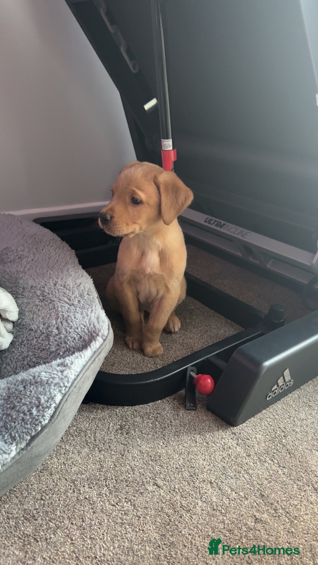 Labrador Retriever dogs for sale: Gorgeous labrador retriever - Advert 1