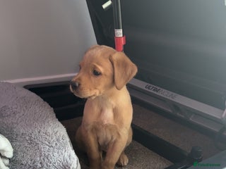 Labrador Retriever dogs Gorgeous labrador retriever - Advert 18