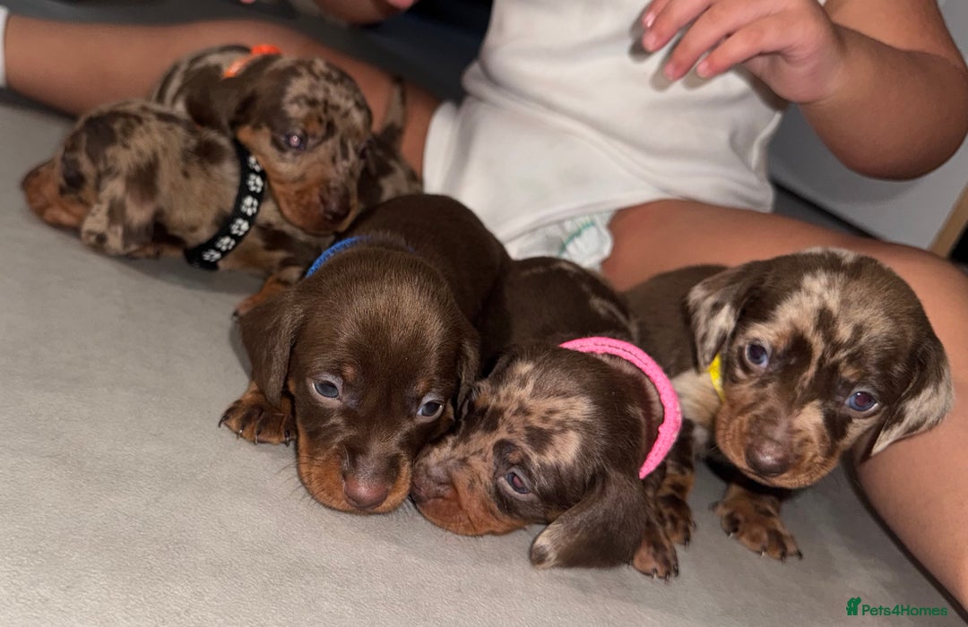 Miniature Dachshund dogs for sale: ‼️‼️Miniature Dachshund Puppies ‼️‼️ - Advert 13