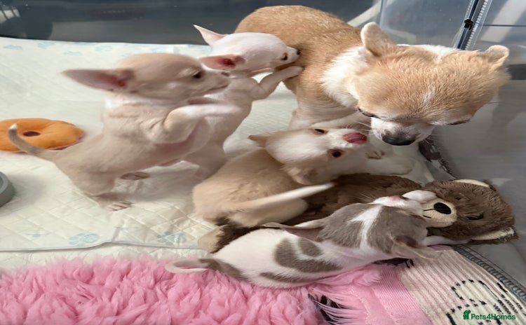 Chihuahua dogs - Advert 12