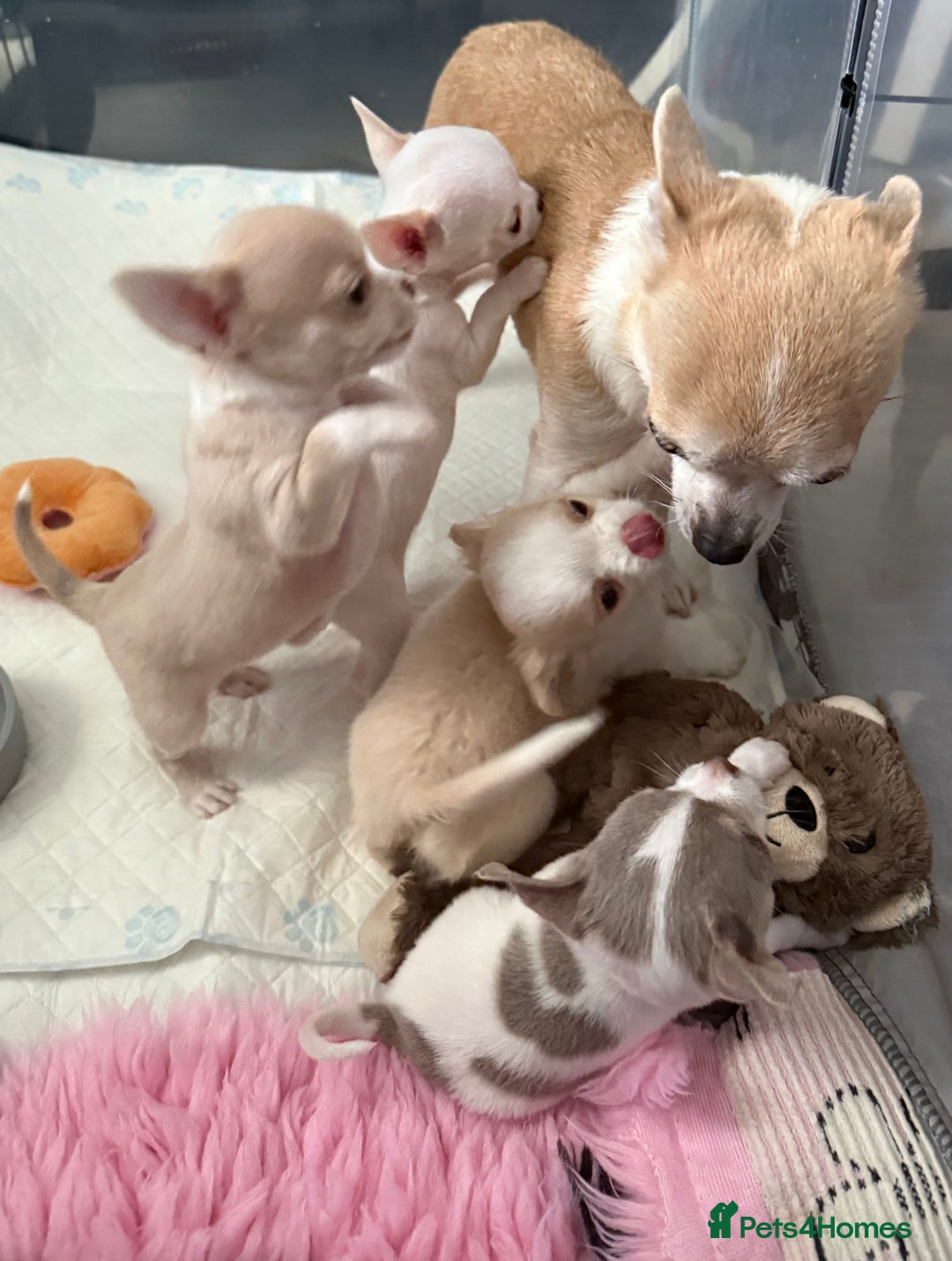 Chihuahua dogs for sale: Exquisite KC Registered Apple Chihuahua Puppies 💖 - Image 3