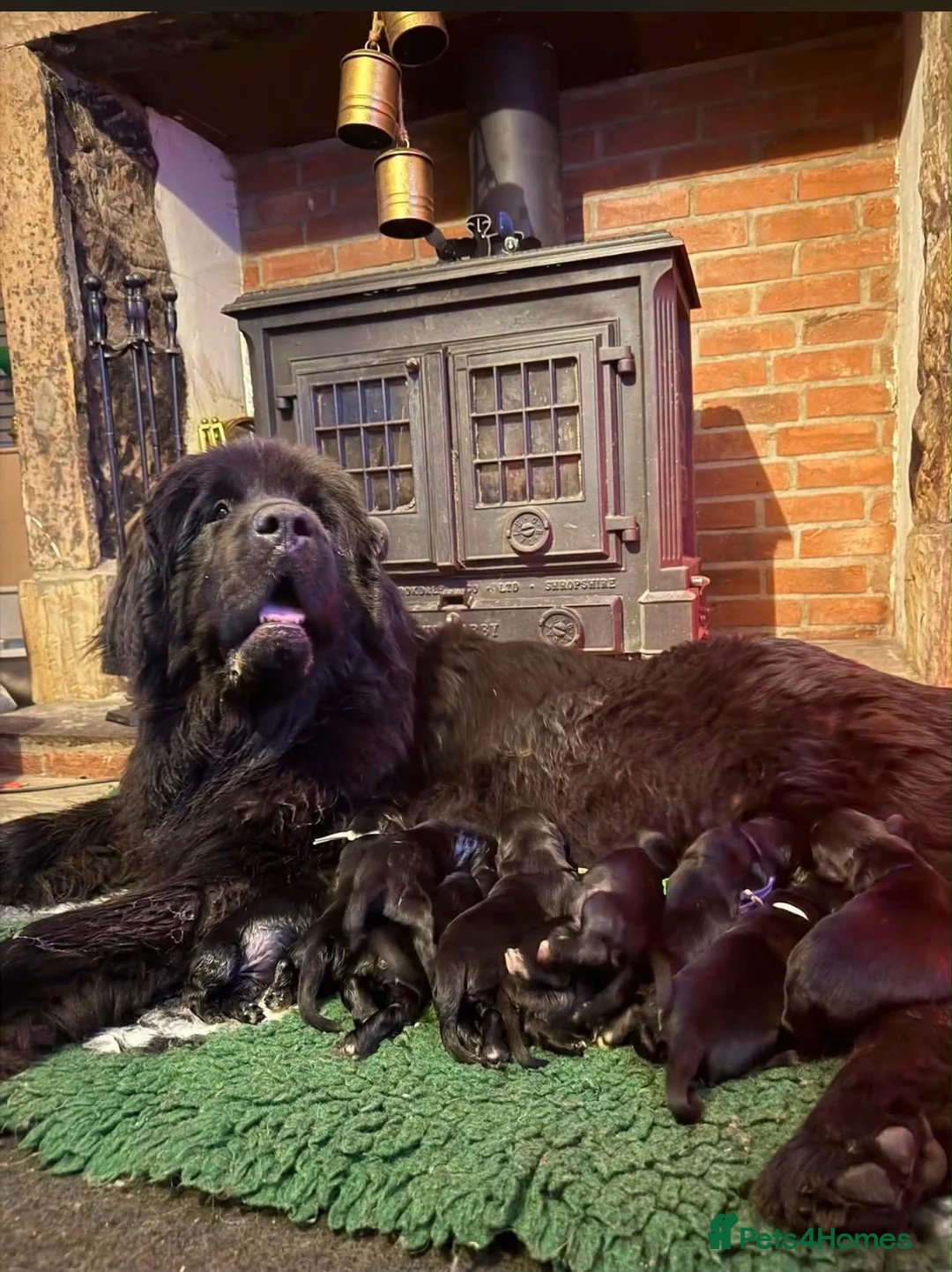 Newfoundland dogs for sale: Fully heath tested Newfoundland puppies  - Advert 5