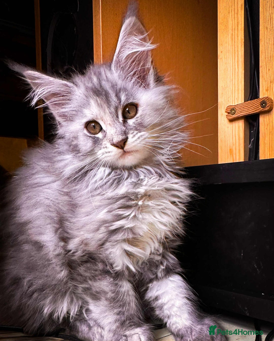 Maine Coon cats for sale: Maine Coon Kittens Tica Registered - Image 4