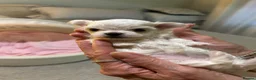 Maltese dogs for sale: Exceptional KC reg small Maltese  - Advert 3
