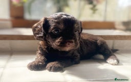 Cockapoo dogs for sale: Stunning Cocka poo puppies  - Image 4