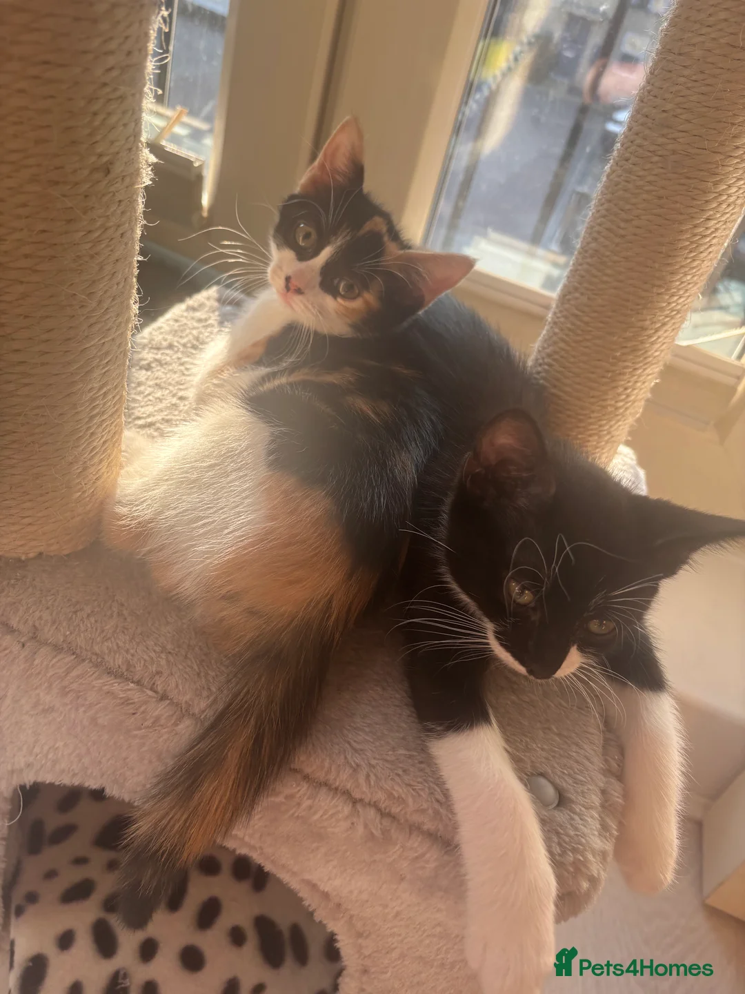 Mixed Breed cats for sale: Beautiful kittens!!  - Advert 26