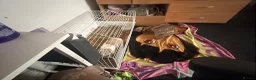 English Lop rabbits for sale: Flora the holland flop in Stockport - Advert 5