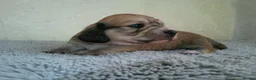 Miniature Dachshund dogs for sale: Stunning litter of Lh mini dachshunds  - Advert 24