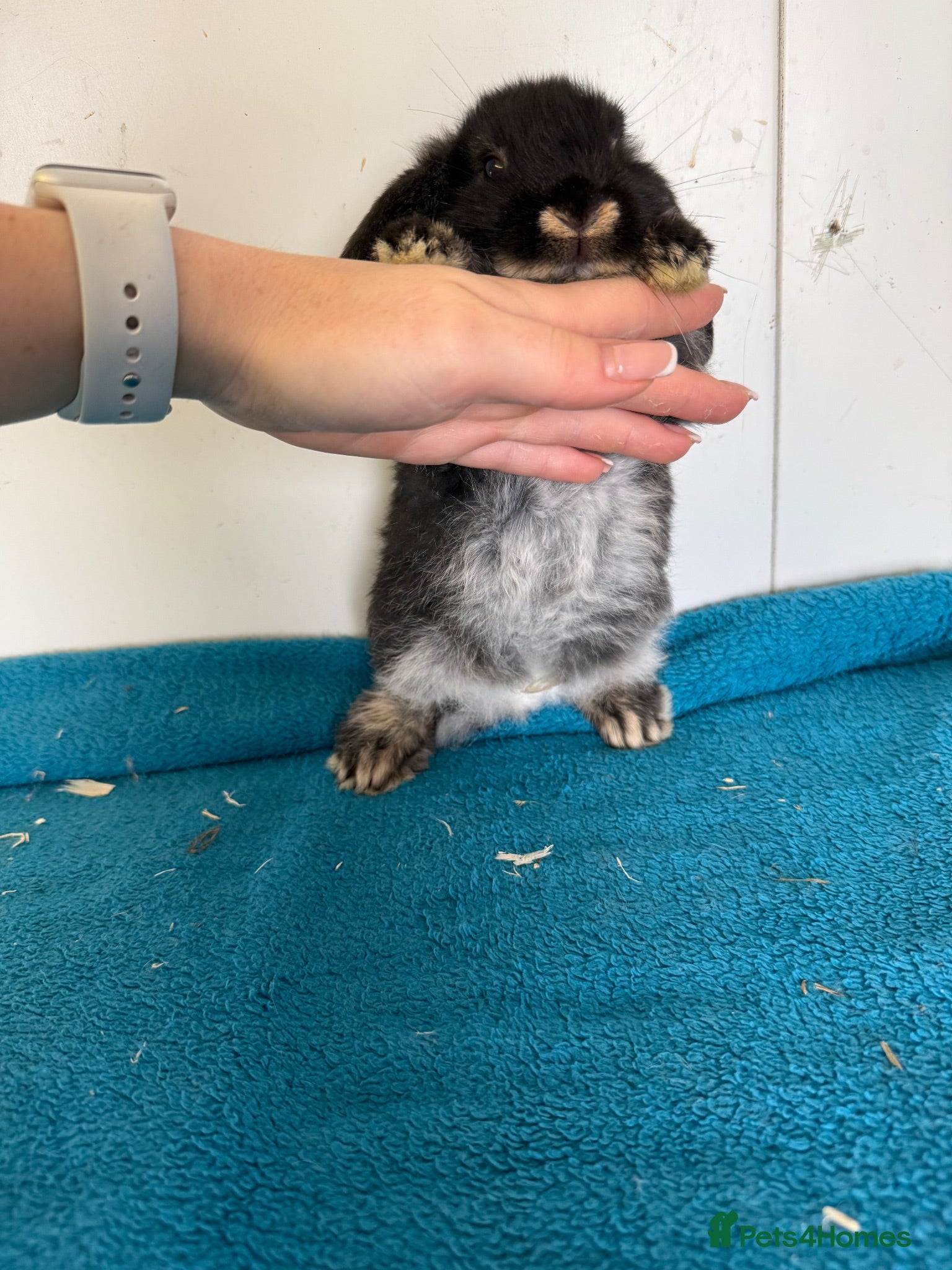 Mini Lop rabbits One left* Ready to leave - pure mini lops - Advert 10