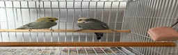 Budgerigars birds for sale: Breeding pairs budgies  - Advert 5