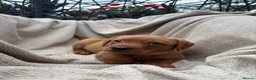 Labrador Retriever dogs for sale: Fox Red Labrador Puppy’s for Sale - Advert 12
