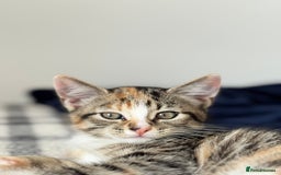 Mixed Breed cats for sale: Two adorable female kittens need a home  - Image 3