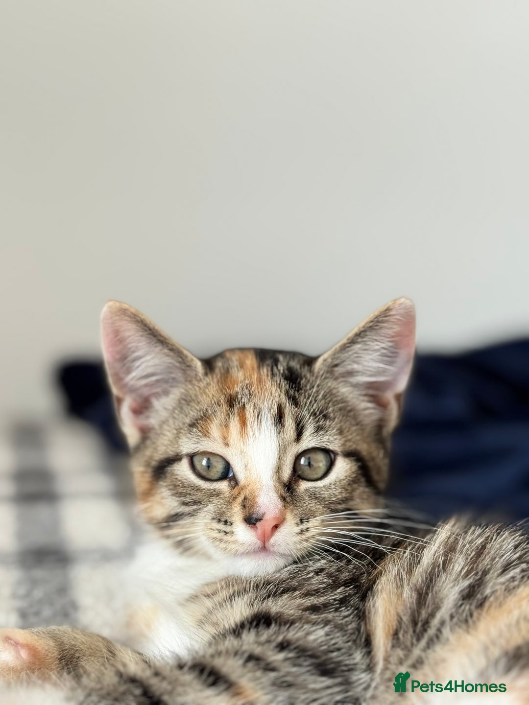 Mixed Breed cats for sale: Two adorable female kittens need a home  - Image 3
