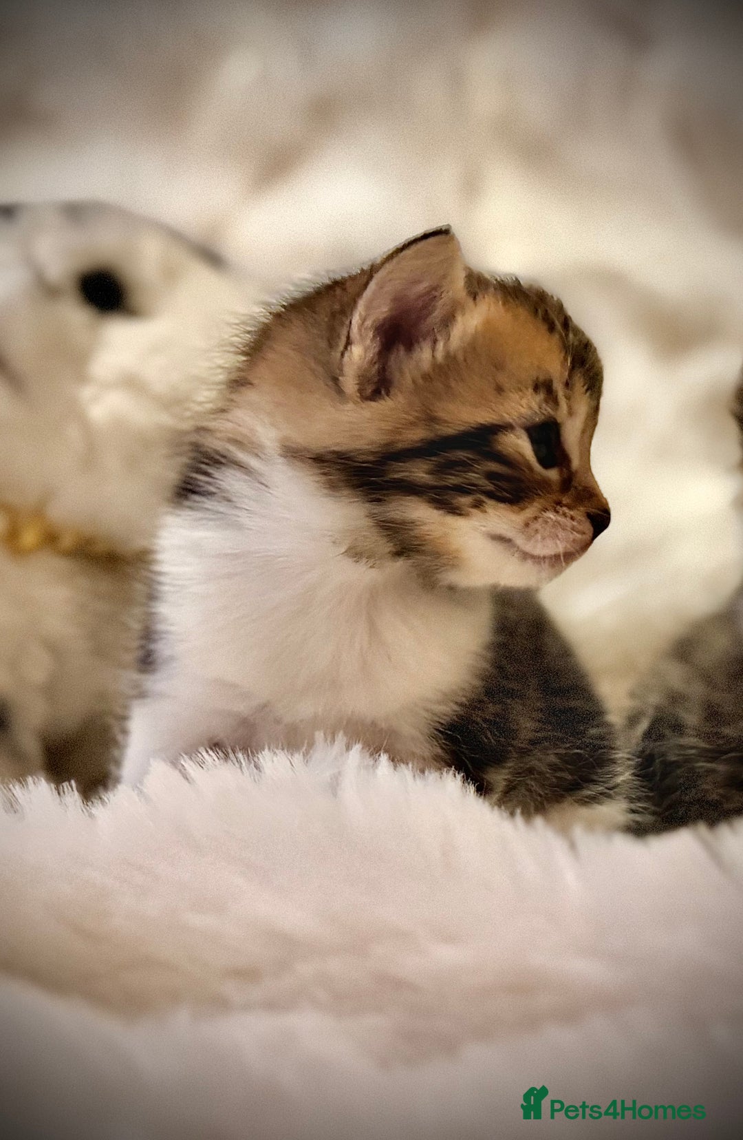 Ragdoll cats for sale: ✨ Exquisite Ragdoll-Bengal Baby Kittens ✨ - Advert 8