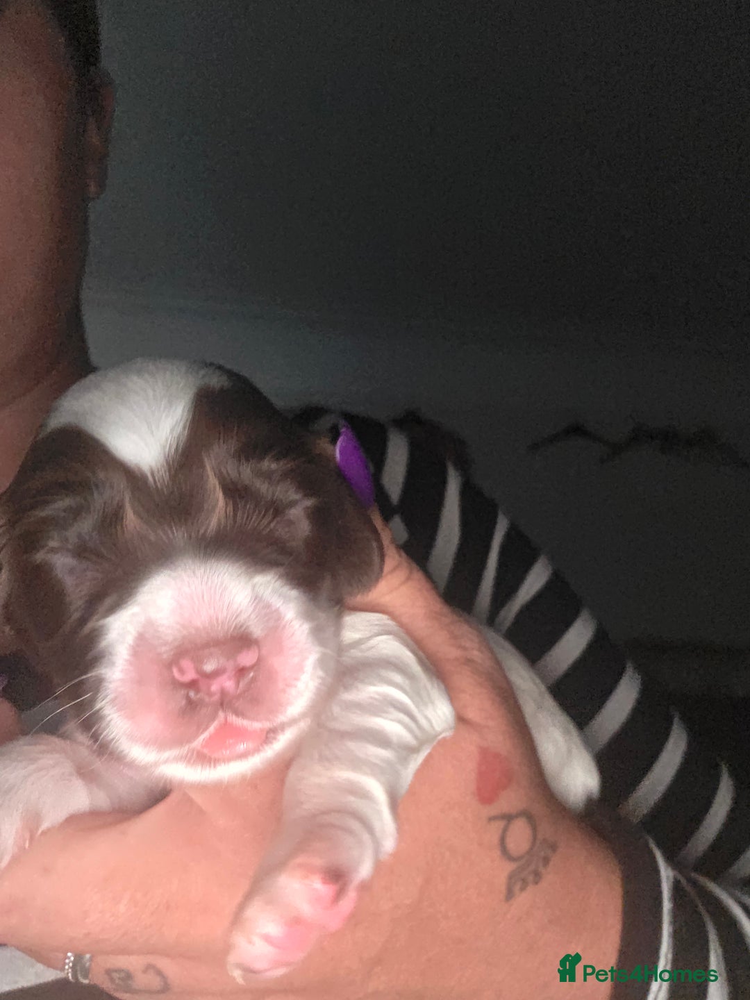 Sprocker dogs for sale: 6 Sprocker Pups - Image 2